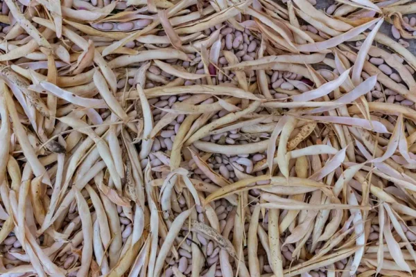Fasolowe Żniwa w Gródku nad Dunajcem – święto lokalnych tradycji i smaków