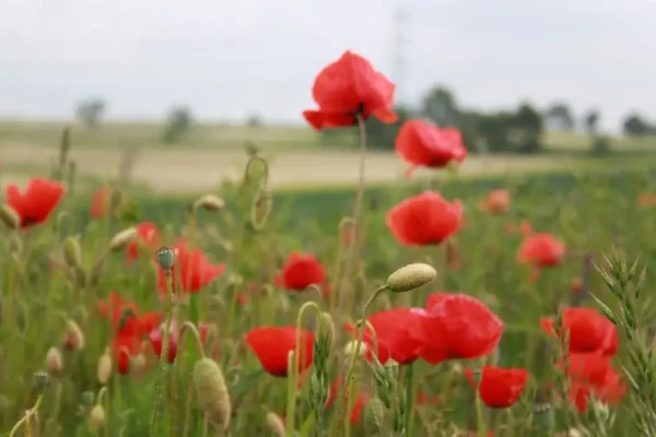 Dożynki Gminne w Korzennej: witacze zapraszają na święto plonów