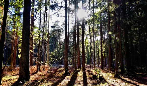 Rusza opracowanie nowego planu ochrony dla Parku Krajobrazowego Puszczy Knyszyńskiej