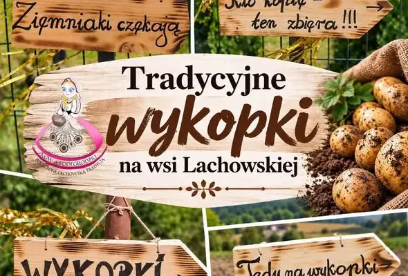 Tradycyjne wykopki w Podegrodziu – KGW pielęgnuje lachowskie zwyczaje