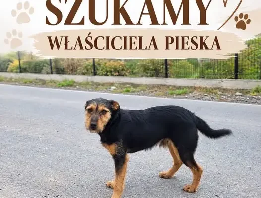 Zaginiony piesek w pobliżu Szkoły Podstawowej w Mokrej Wsi – apel o pomoc