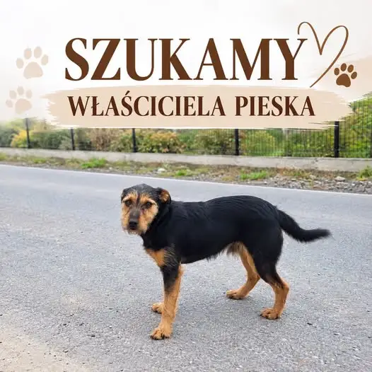 Zaginiony piesek w pobliżu Szkoły Podstawowej w Mokrej Wsi – apel o pomoc