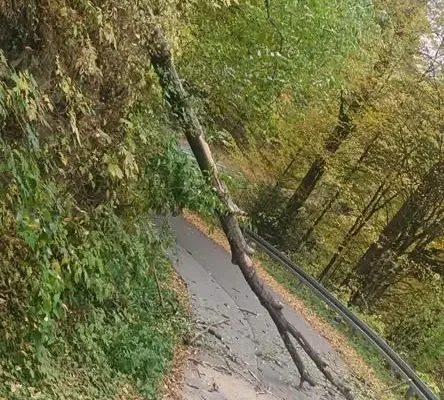 Powalone drzewo w Łazach Brzyńskich — interwencja OSP KSRG Kadcza
