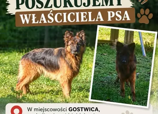 Zaginął owczarek niemiecki w Gostwicy – szukamy właściciela