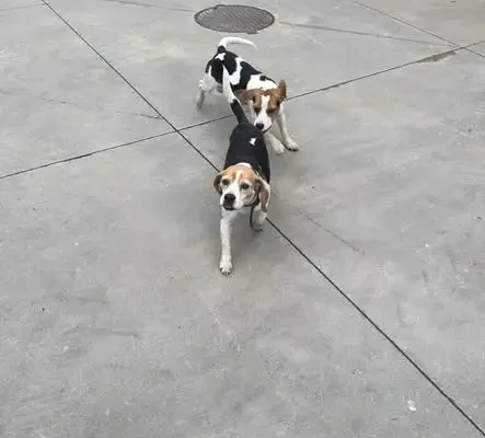 Znaleziono dwie suczki typu beagle w Gródku nad Dunajcem – szukamy właściciela