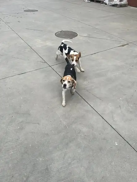 Znaleziono dwie suczki typu beagle w Gródku nad Dunajcem – szukamy właściciela